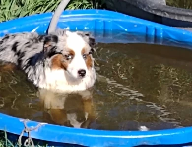 Gus Miniature Australian Shepherd