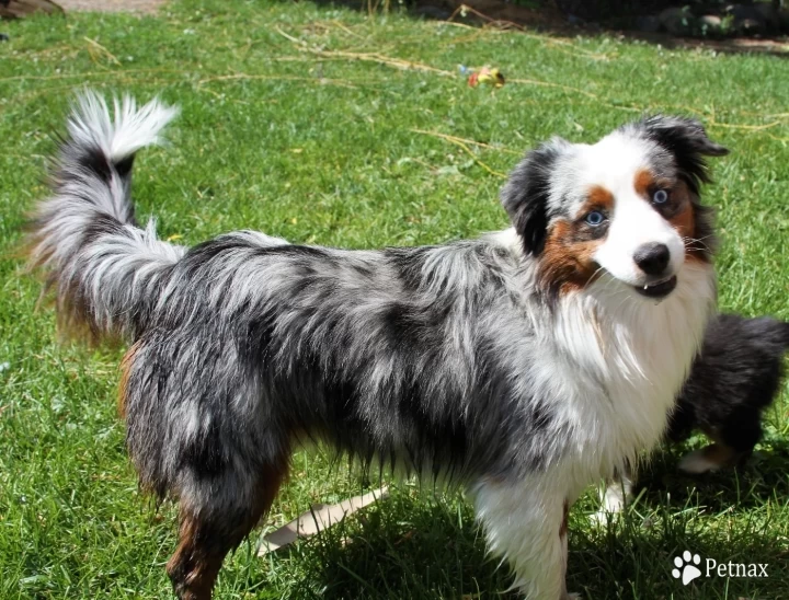 Gus Miniature Australian Shepherd