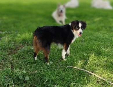 Nova Miniature Australian Shepherd