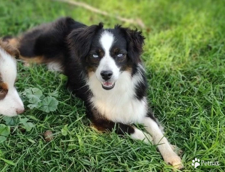 Nova Miniature Australian Shepherd