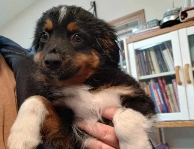 Bruno Miniature Australian Shepherd