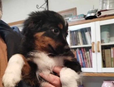 Bruno Miniature Australian Shepherd