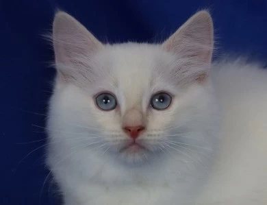 Five available kittens Ragdoll