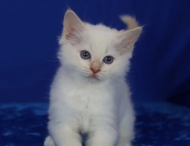 Five available kittens Ragdoll