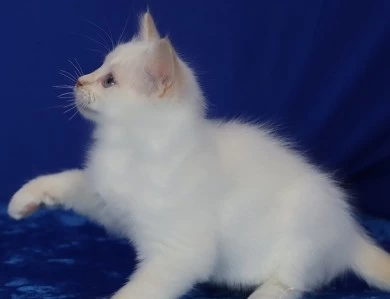 Five available kittens Ragdoll