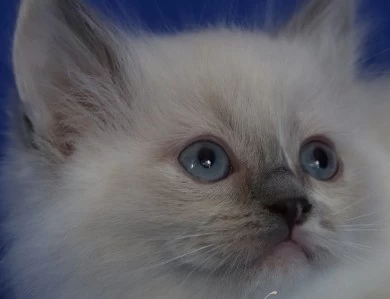 Five available kittens Ragdoll