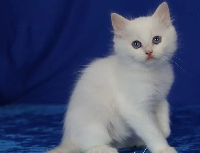 Five available kittens Ragdoll