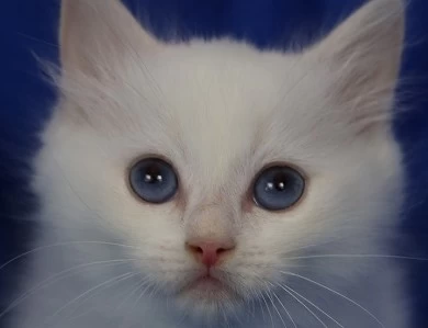 Five available kittens Ragdoll