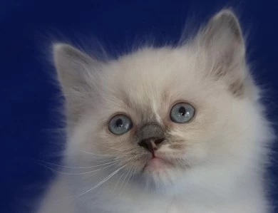 Five available kittens Ragdoll