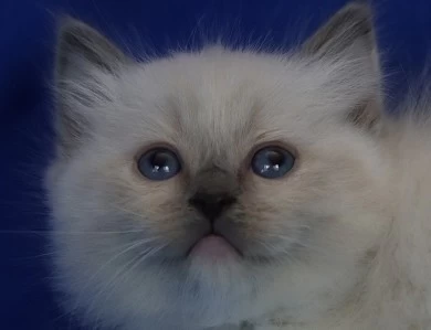 Five available kittens Ragdoll