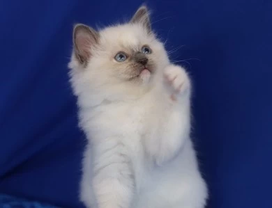 Five available kittens Ragdoll