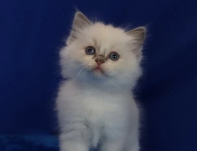 Five available kittens Ragdoll