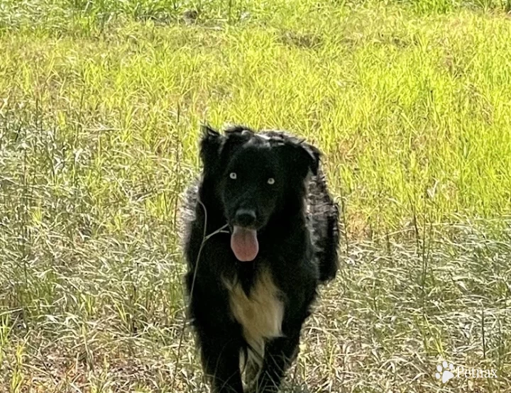 Dash Australian Shepherd