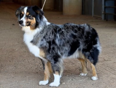 Marlie Australian Shepherd