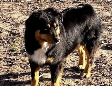 Bear Australian Shepherd