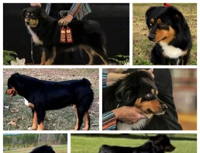 Bear Australian Shepherd