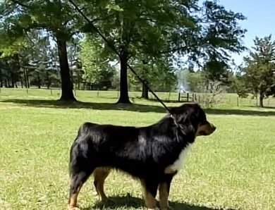 Bear Australian Shepherd