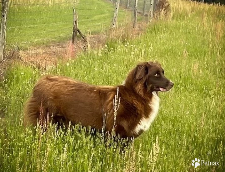 Gracie Australian Shepherd