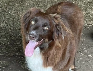 Gracie Australian Shepherd