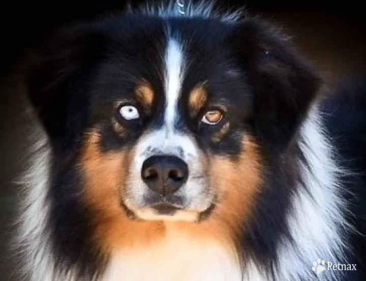 Crackerjack Australian Shepherd