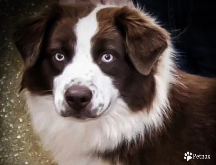 Ginger Australian Shepherd