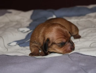 Oogie Boogie  Dachshund