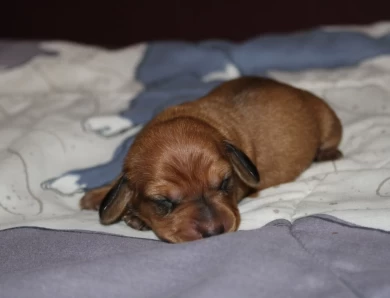 Oogie Boogie  Dachshund