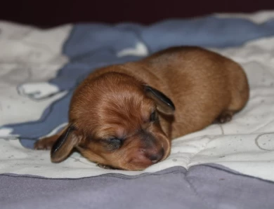 Oogie Boogie  Dachshund