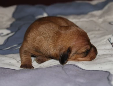 Oogie Boogie  Dachshund