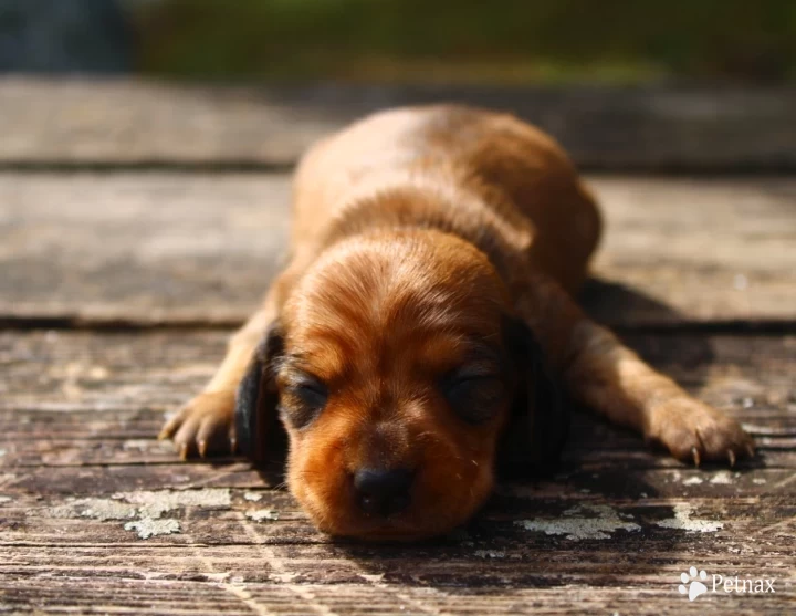 Zero Dachshund