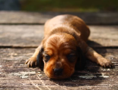 Zero Dachshund