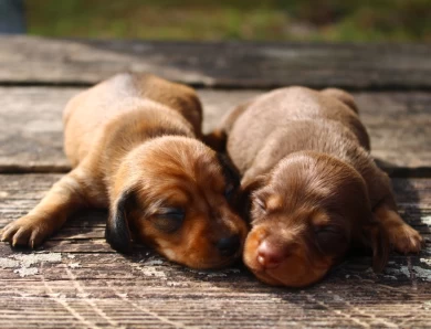 Zero Dachshund