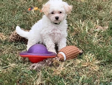 Miniature Goldendoodle Puppies