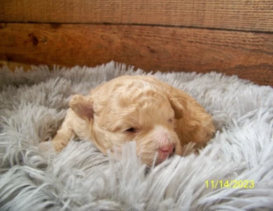 Rowdy Goldendoodle