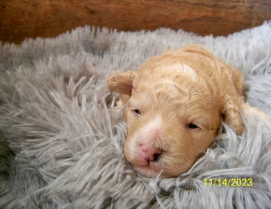 Rowdy Goldendoodle