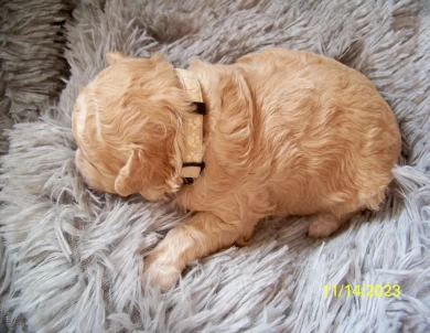 Rowdy Goldendoodle