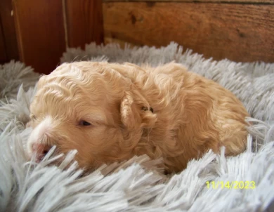 Rowdy Goldendoodle