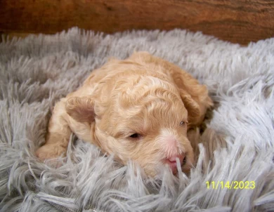 Rowdy Goldendoodle