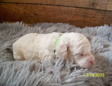 Niles Goldendoodle