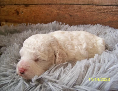 Niles Goldendoodle