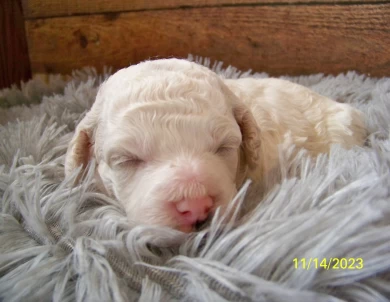 Niles Goldendoodle