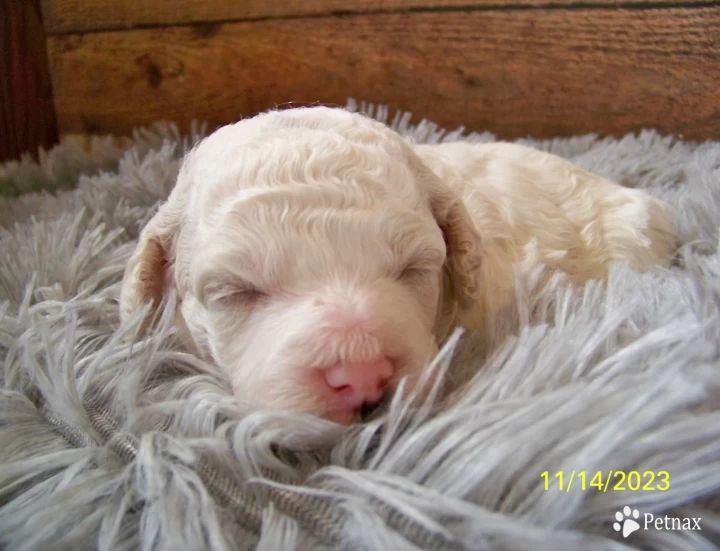 Niles Goldendoodle