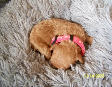 Lilly Goldendoodle