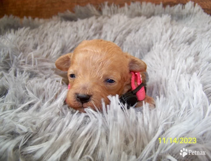 Lilly Goldendoodle