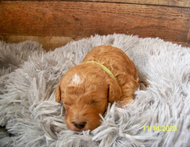 Tessa Goldendoodle