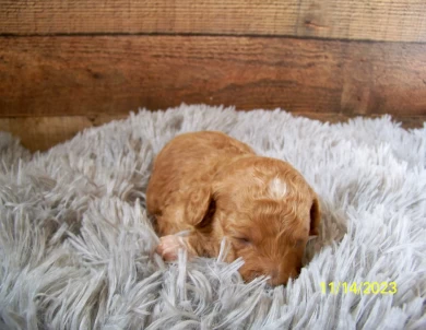 Tessa Goldendoodle