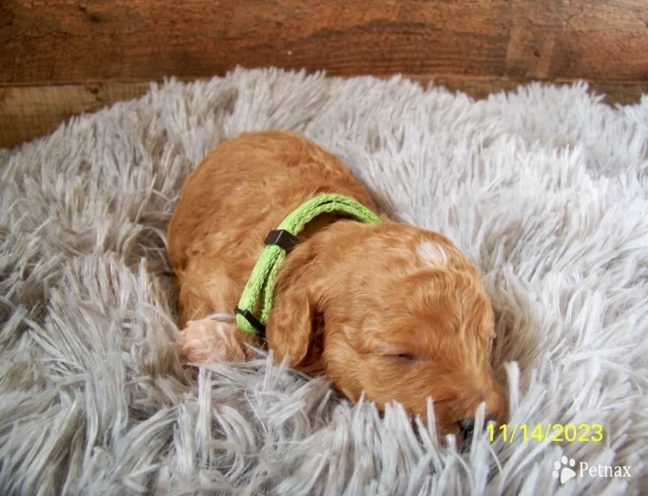 Tessa Goldendoodle