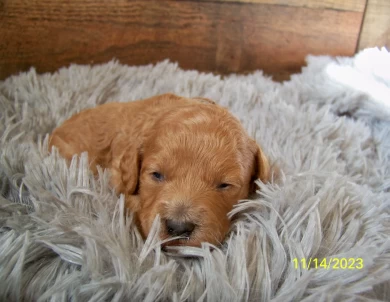 Clover Goldendoodle