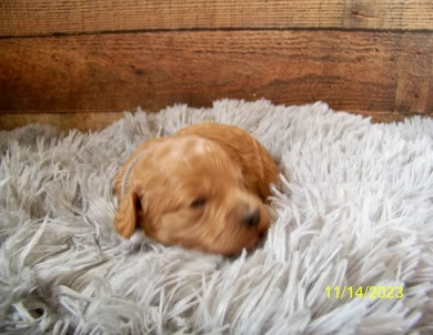 Clover Goldendoodle