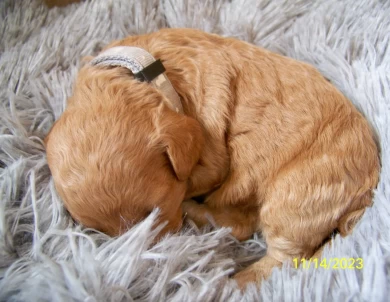 Clover Goldendoodle